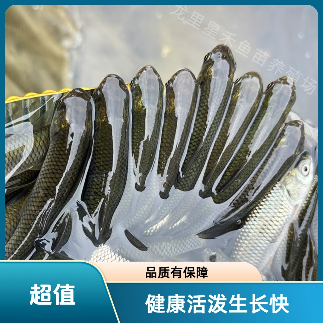 【活体】草鱼（2-13cm）观赏鱼淡水鱼冷水鱼