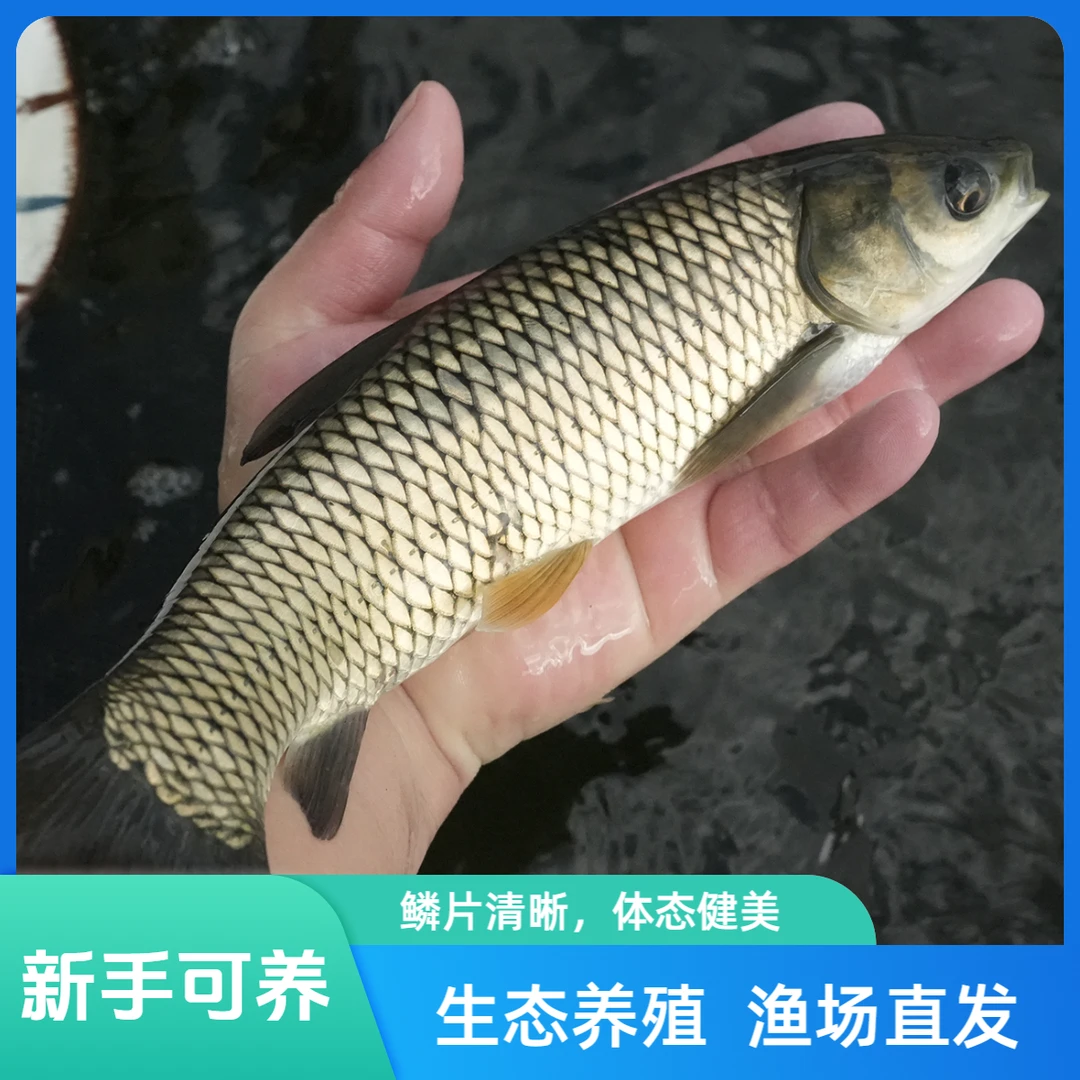 【活体】大规格草鱼 草混子（13-30cm）观赏鱼淡水鱼冷水鱼
