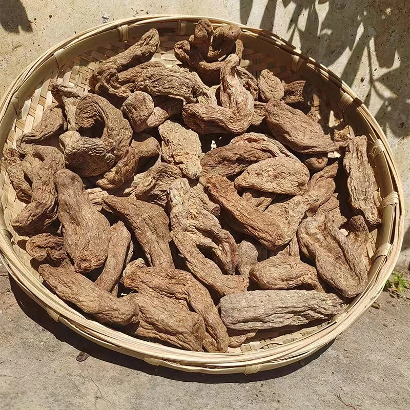 【乌天麻中】云南腾冲下山野乌天麻