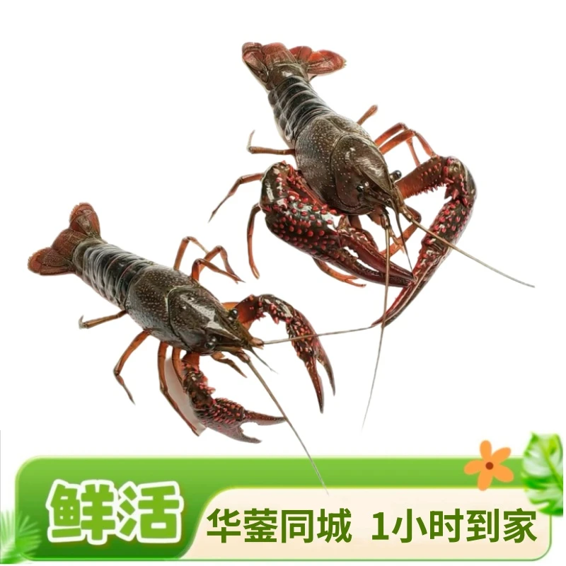 【店铺热销】湖北潜江小龙虾5斤装