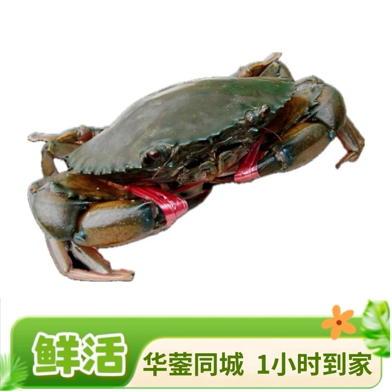 膏蟹1只(3两左右)【同城闪送,1小时到家】