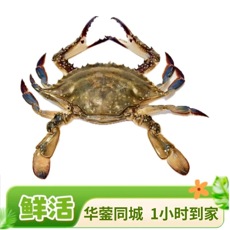 梭子蟹1斤【同城闪送，1小时到家】