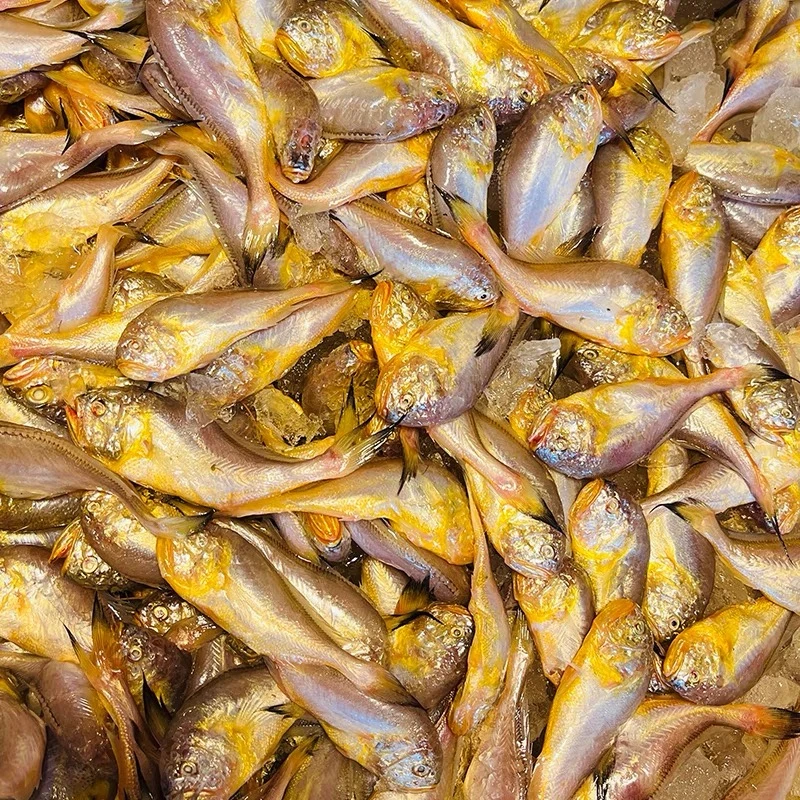 【东海野生梅童鱼 大头宝】海鲜高端食材4斤装顺丰冷链包邮