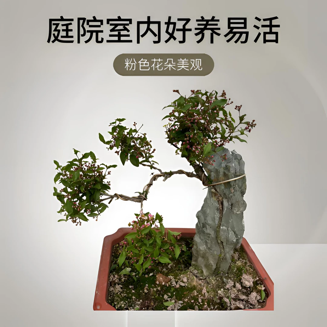 《李氏樱花》附石盆景土球发货不售后运输途中会掉花介意慎拍