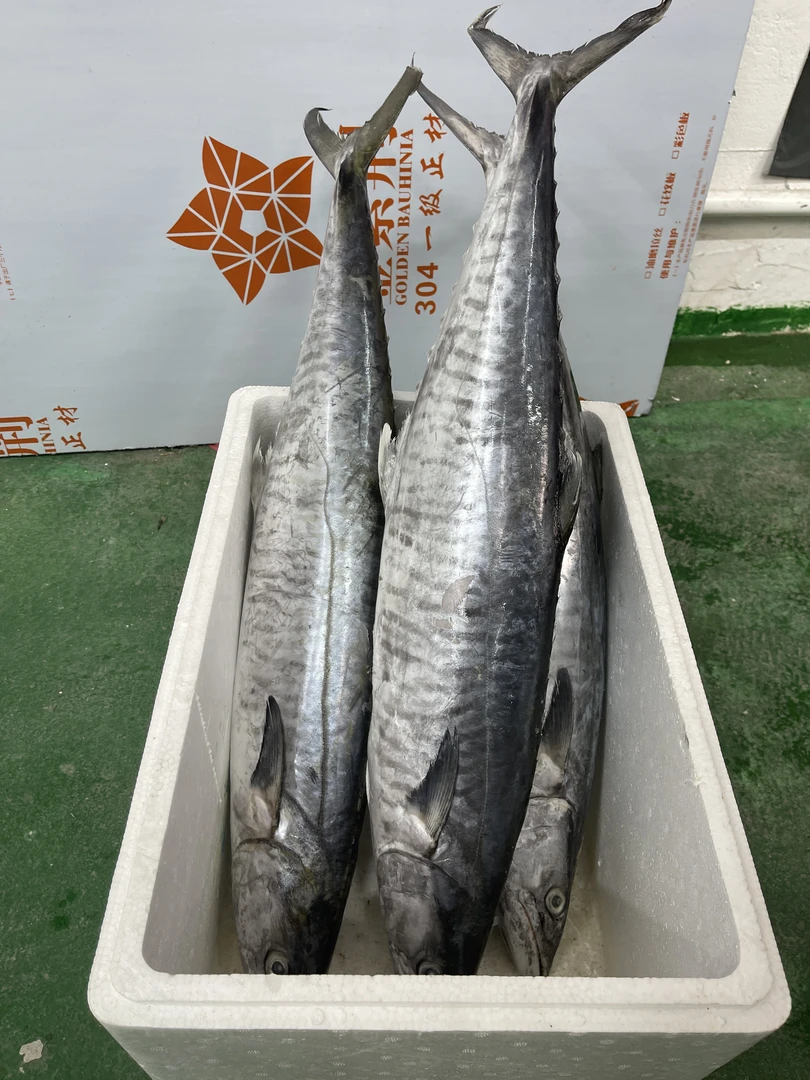 5斤正宗康氏马鲛鱼博贺港新鲜鲜活速冻深海海钓鲜嫩顺丰京东包邮