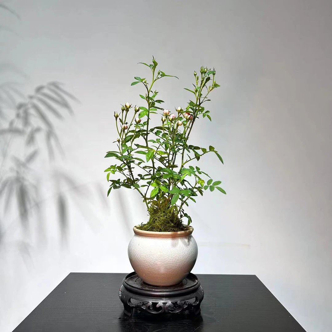 超微带花苞迷你月季 阳台桌面绿植春季庭院