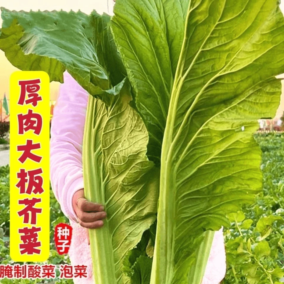 大种扁哈甜芥菜种子广东厚肉盖菜大叶青菜籽高产蔬菜种孑四季酸菜