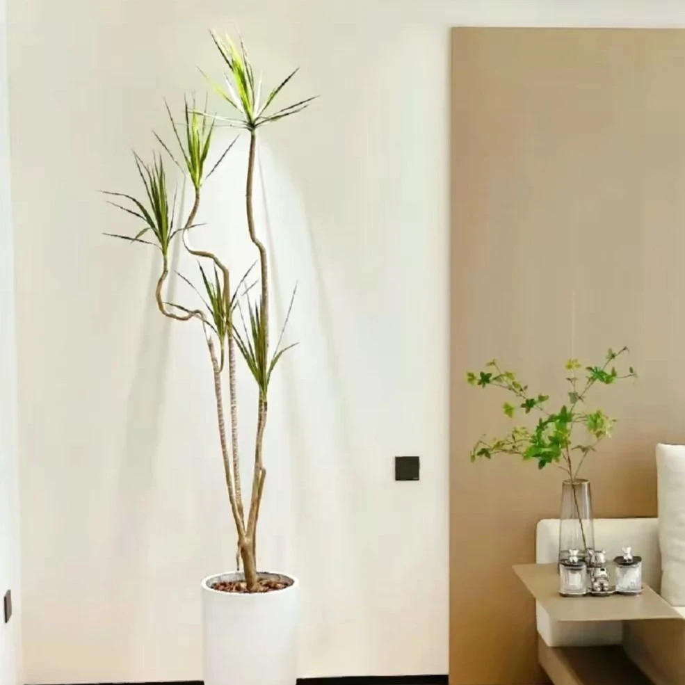 千年木七彩铁马尾铁青叶红叶大型绿植好养植物绿色粉色红色美观