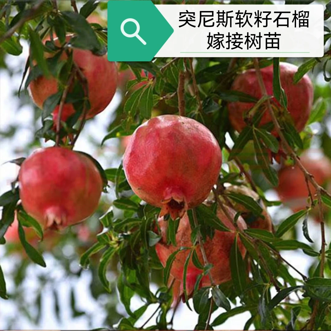 蒙阳红石榴树盆栽地栽带果带土球五年树龄现挖现发送货上门庭院