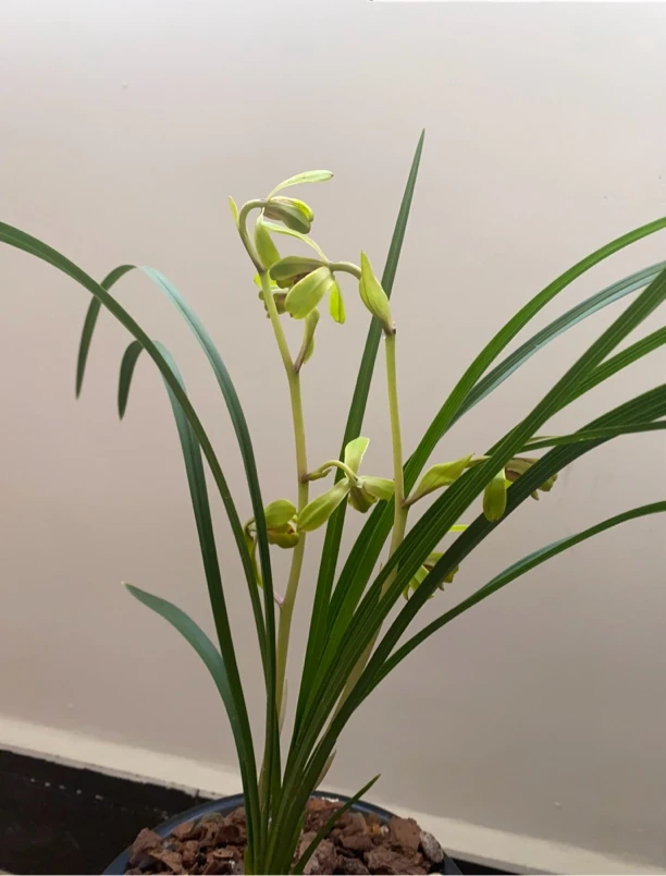 春兰蕙兰直播间一物一拍