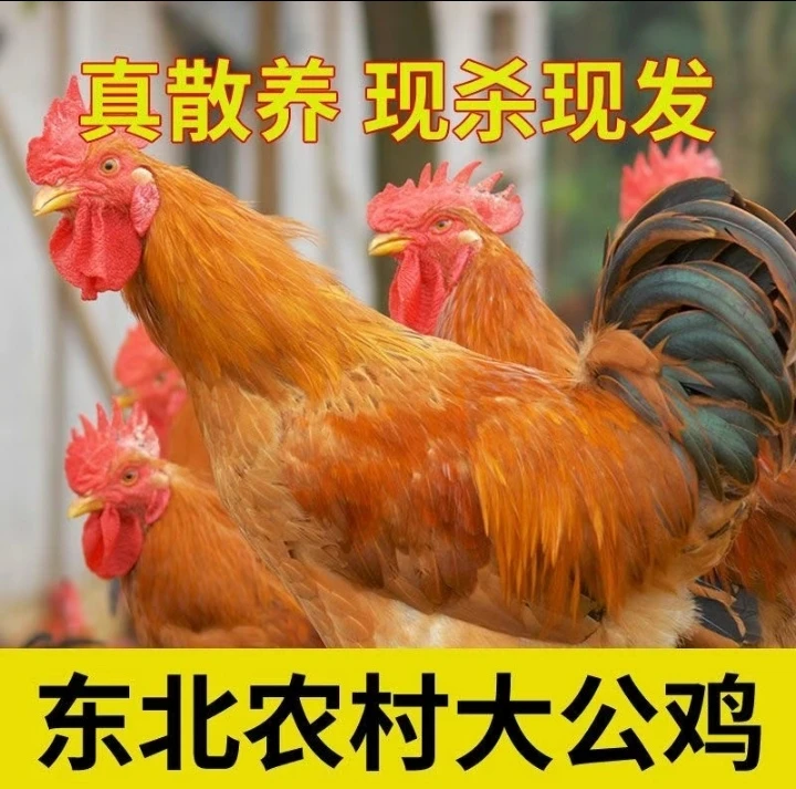 散养生态大公鸡新鲜宰杀农家土鸡