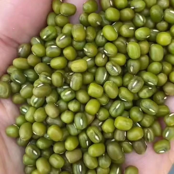 新鲜绿豆山东农家绿豆绿豆粥绿豆汤1斤3斤