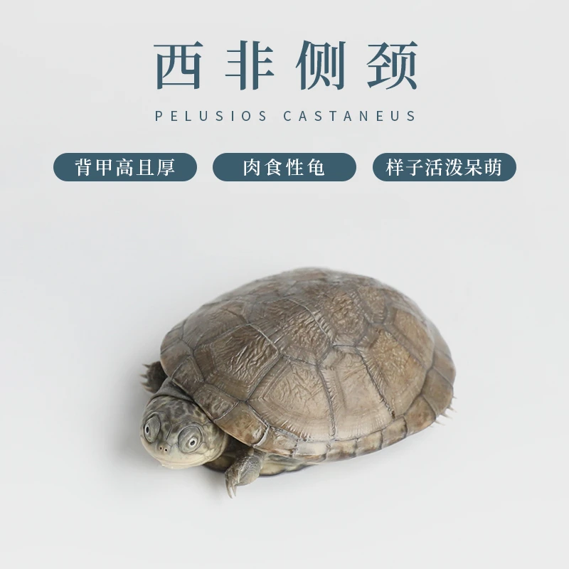 配加热包链接 静宝家的龟人工养殖 观赏乌龟直播链接