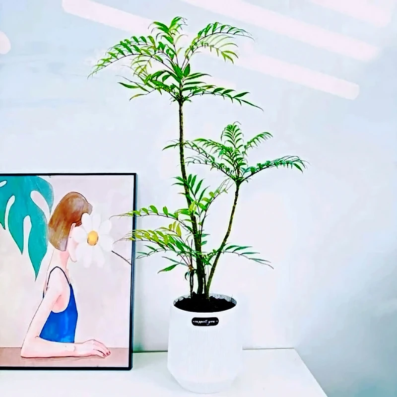 【十大功劳】黄天竹室内植物卧室盆栽露天阳台植物观叶绿植