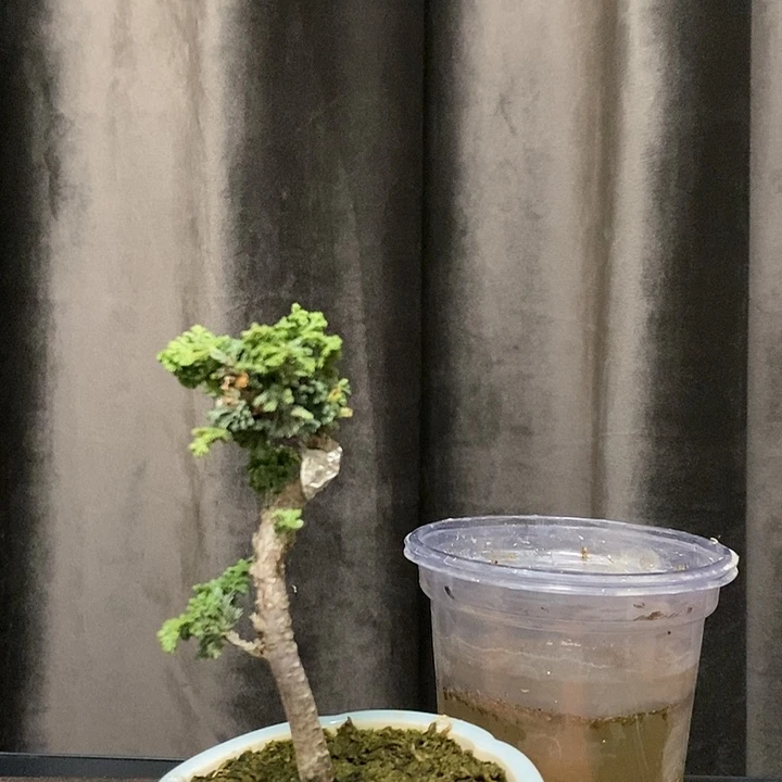 植物?****?石化桧二哥拍的