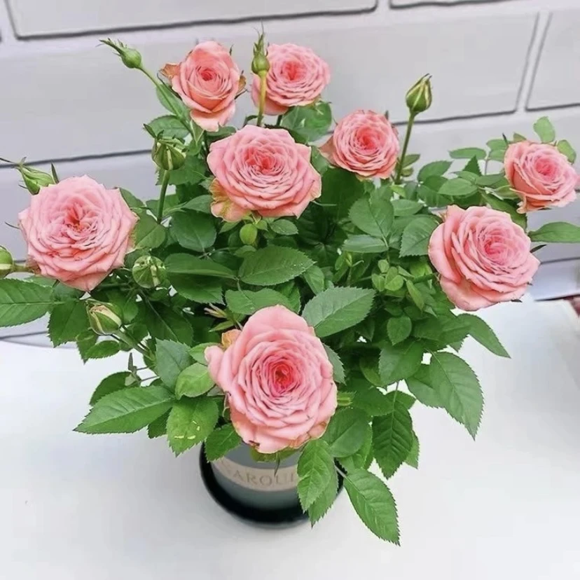 【二乔】+【仙度】勤花阳台养护绿植月季花苗四季开花庭院阳台