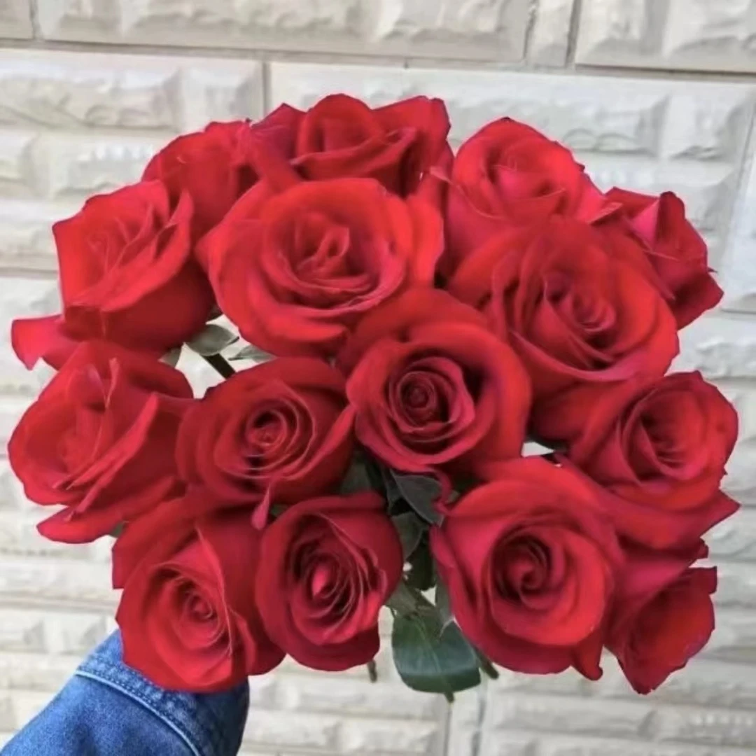 【红丝绒 大花】+【紫美人】强爬藤月季花修剪开花发货生长栽种