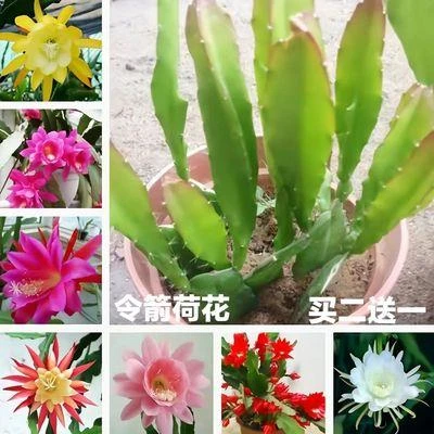 买2送1带根叶片扦插令箭荷花苗盆栽花卉室内绿植 仙人掌多肉植物