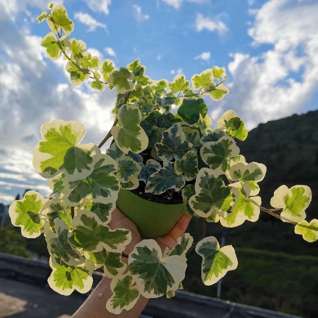 常春藤雪莹盆栽好养植物室内垂吊兰长春藤吸甲醛爬藤挂常青藤绿植