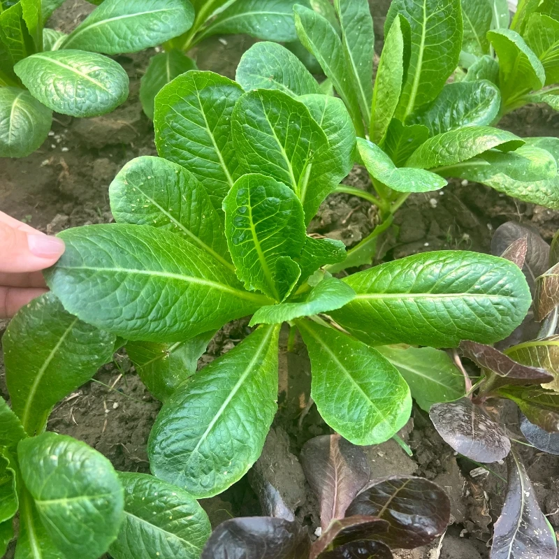 沙拉孔雀菜种籽直立生菜种籽阳台盆栽罗马生菜种子四季蔬菜种大全