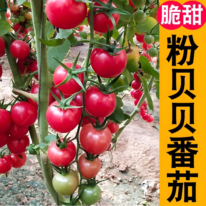 粉贝贝番茄苗 高产春播西红柿苗黑色蔬菜苗秧苗阳台盆栽