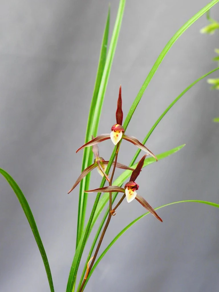 细叶寒兰直播间连接