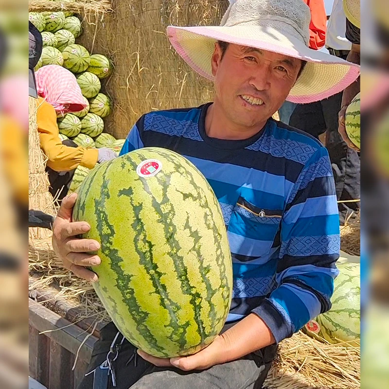 硒砂瓜正宗石头瓜沙瓤新鲜西瓜现摘现发自然多汁好吃