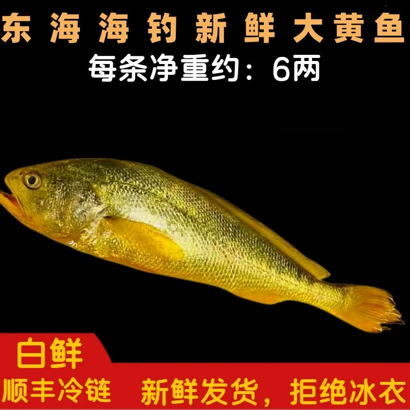 东海正宗海钓野生大黄鱼  今日实价保鲜 顺丰空运  6两/条