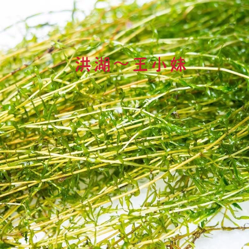 伊乐藻吃不败鱼虾蟹养殖用水草低温速成活鲜草包邮