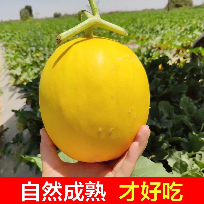甘肃民勤新鲜沙漠黄河蜜瓜金红宝甜瓜4/7/8斤脆甜爽口坏瓜包赔