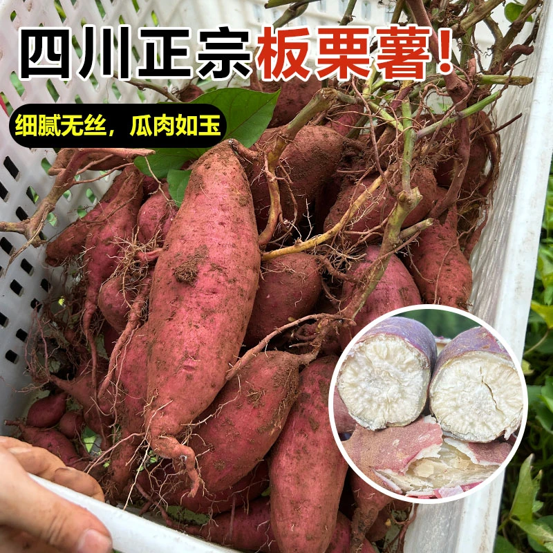 红皮白心板栗红薯老品种白薯当季新鲜老式板栗白心红薯地瓜干面薯