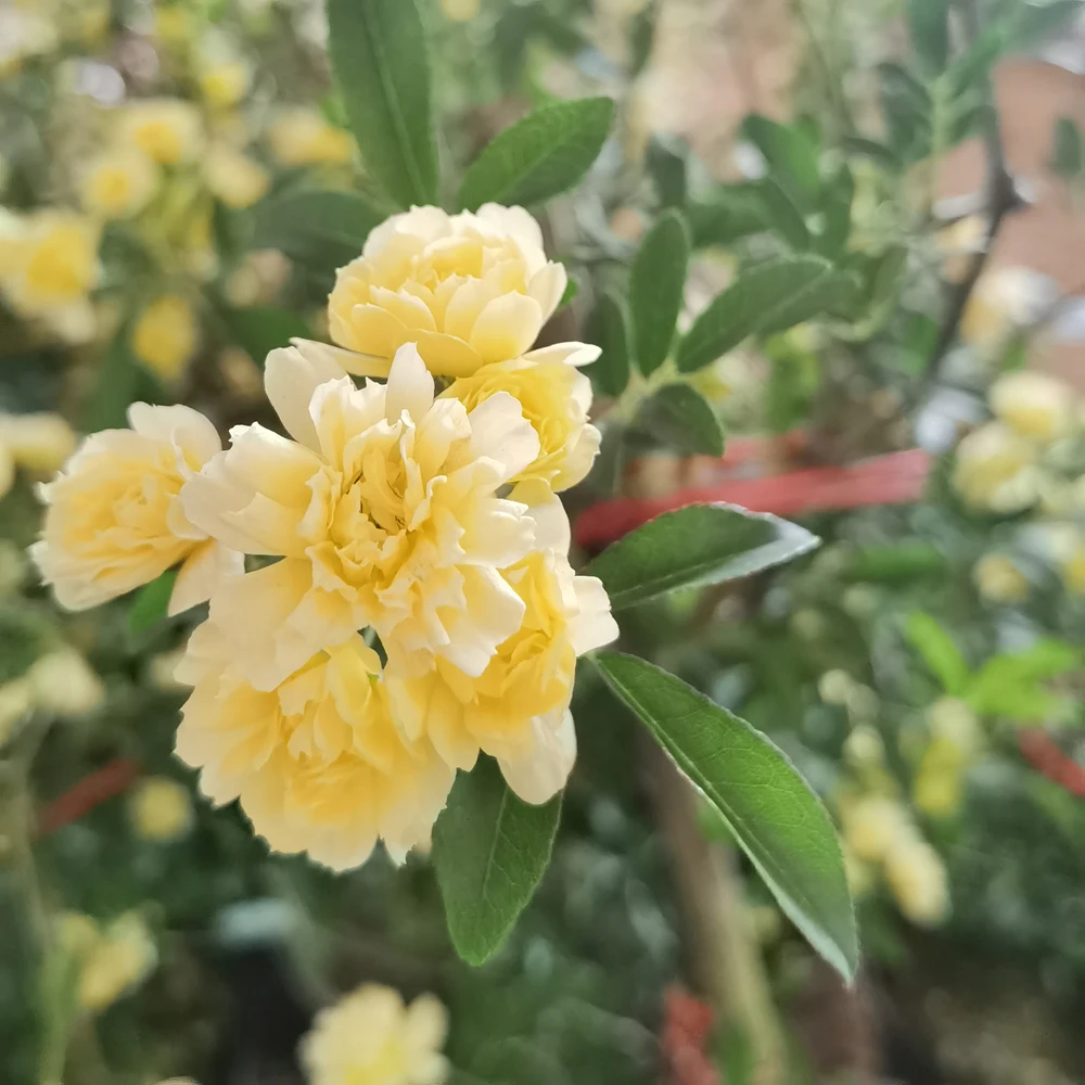 木香花卉 花园植物 绿化苗木 有黄花 白花 红色花朵多