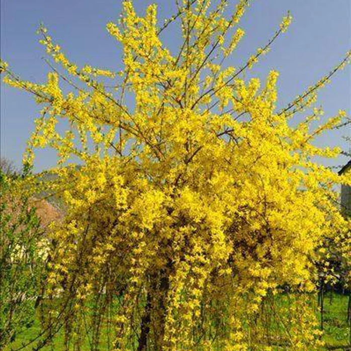 连翘花 春天植物花卉 丛生花园绿化植物