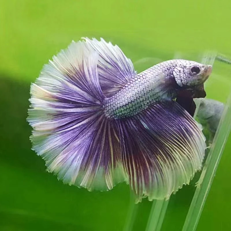 直播款49号-72号精品泰国斗鱼小型观赏鱼半月狮王将军斗鱼