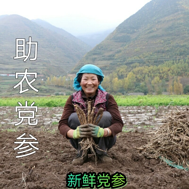 新鲜党参党参500g包邮