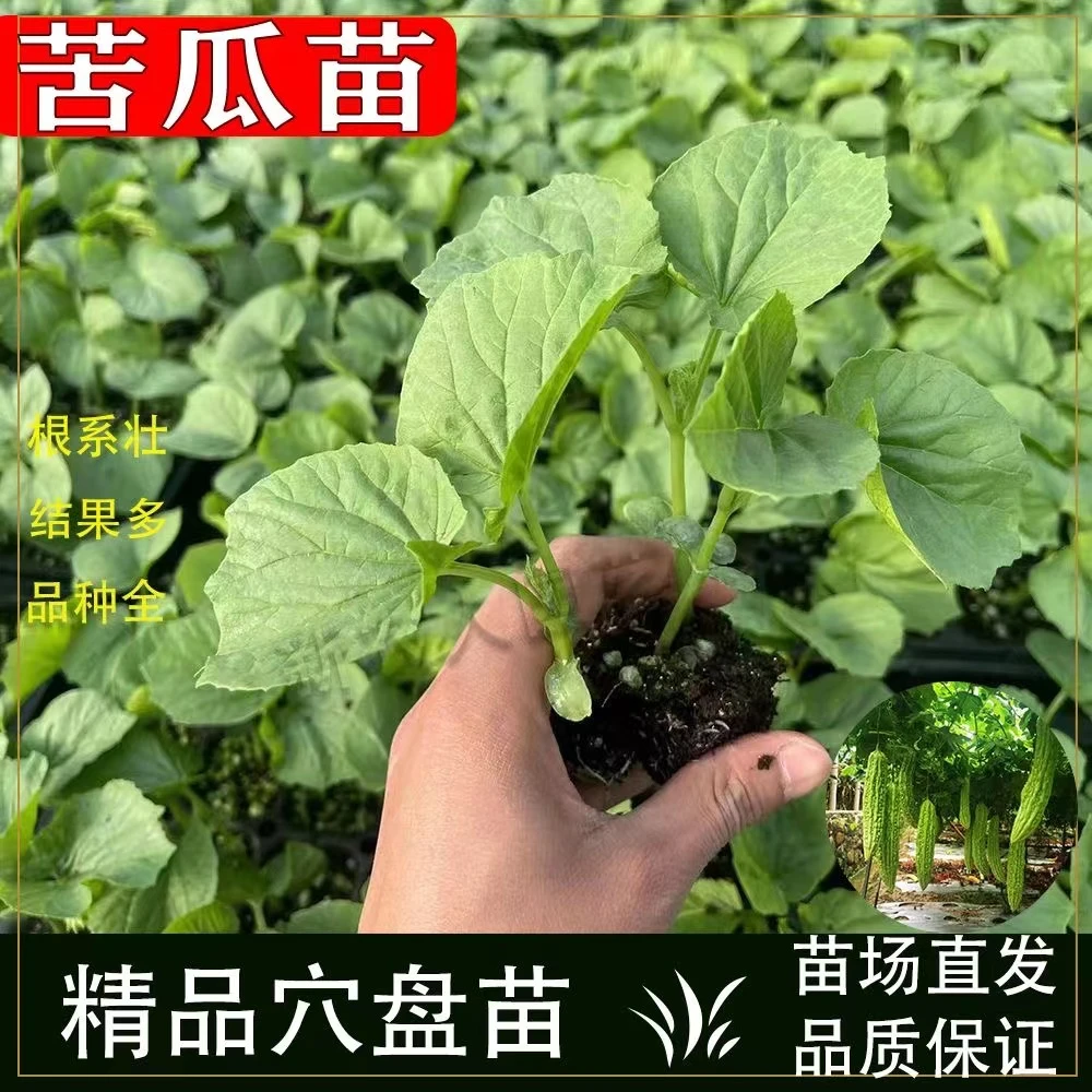 1111产苦瓜苗苦瓜秧苗早熟苦瓜苗长绿苦瓜大肉苦瓜现挖现卖好活