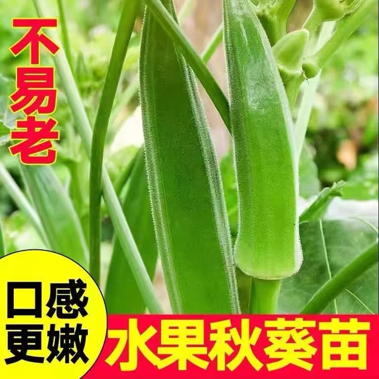 超嫩水果秋葵秧苗生吃不易老红秋葵种子耐热耐寒营养丰富盆栽