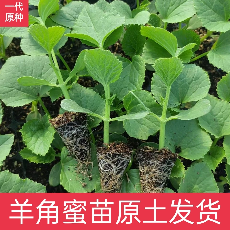 羊角蜜甜瓜秧苗超甜羊角脆酥薄皮香瓜籽农家易种春播蔬菜瓜果种苗