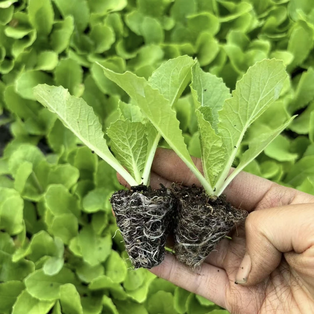 黄心娃娃菜秋冬菜苗蔬菜秧苗活苗基地带土现拔现发四季可移栽种植