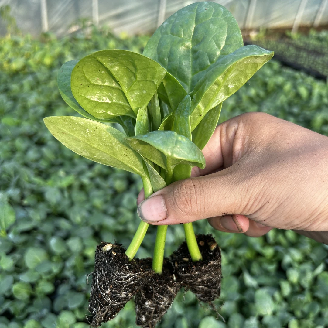 特大圆叶木耳菜阳台盆栽多次采摘四季秧苗春秋蔬菜种子木耳菜苗