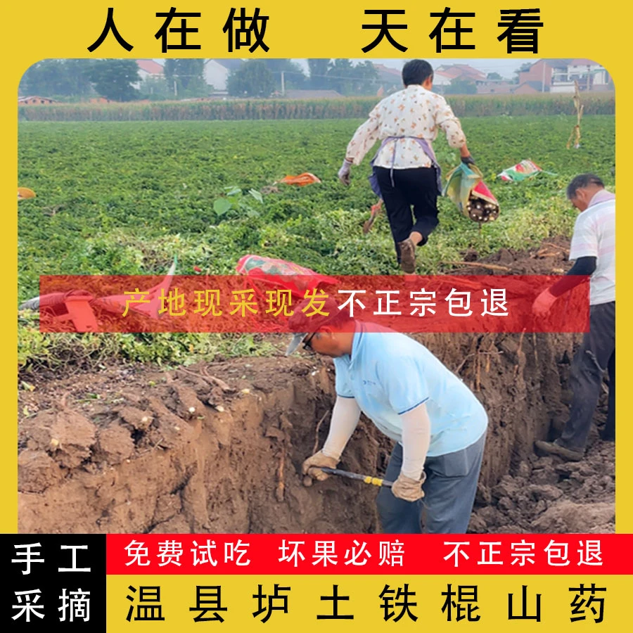 正宗温县垆土铁棍山药怀山药新鲜营养软糯香甜自种 净重5斤天然