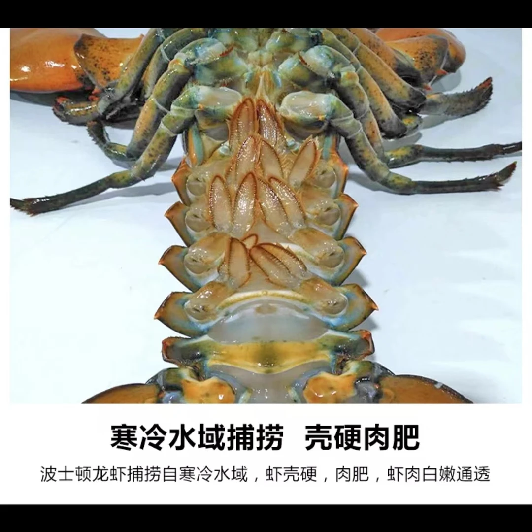 波士顿龙虾+鲍鱼鲜活速冻送礼优选顺丰