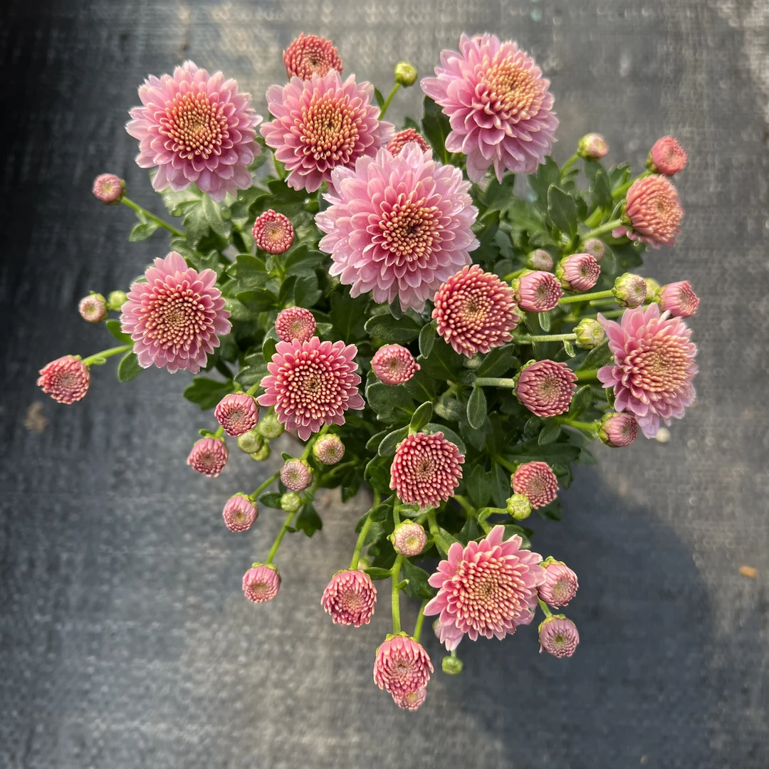 【两盆起发货】球菊  粉佳人  12cm口径小盆苗  剪盆口原土发货