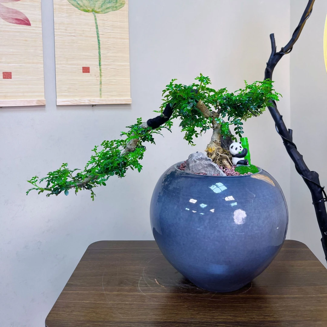 清香木桌面款盆景室内造景绿植茶台盆栽桌面盆景好养桌面款绿植