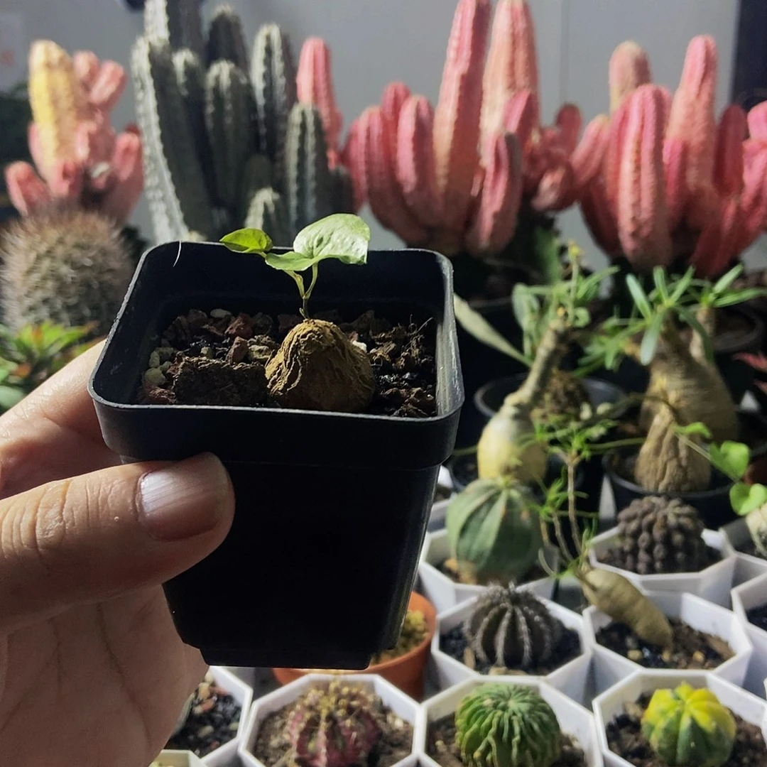 龟甲龙一物一拍，