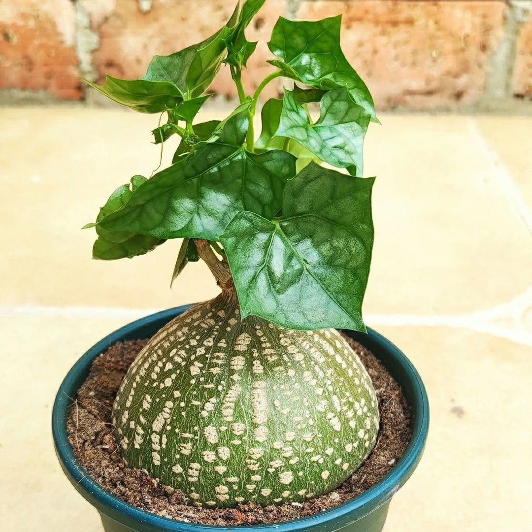 睡布袋爬藤会开花葫芦科一物一拍