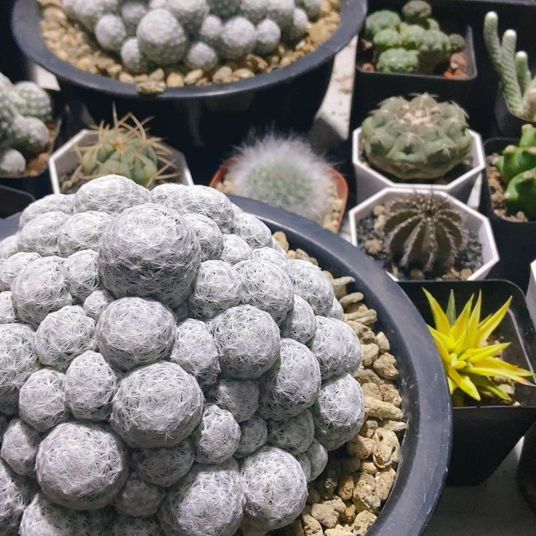 蓝***草季春星一物一拍,
