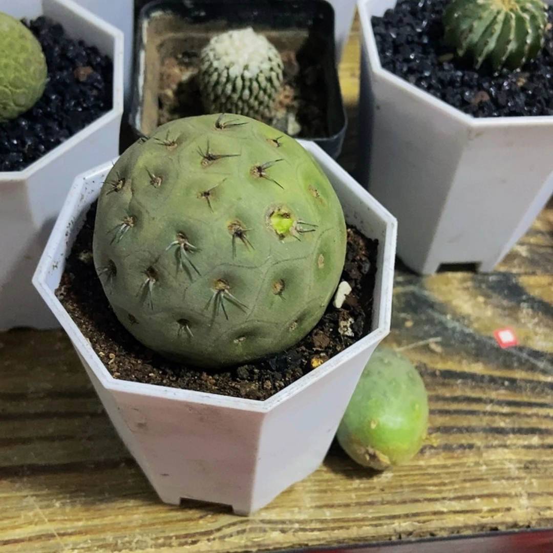 习志野一物一拍，