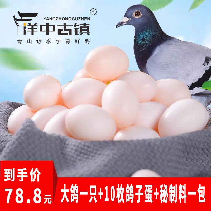 福利活动  现杀大鸽一只+10枚鸽子蛋+秘制料一包