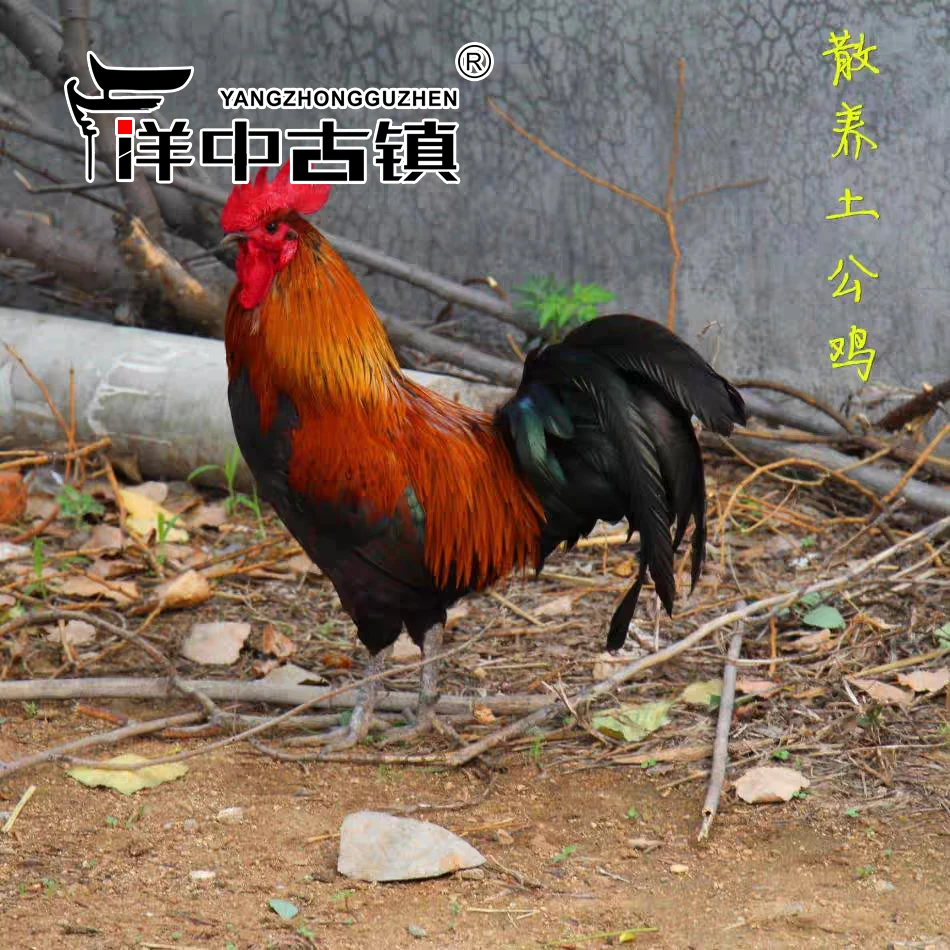 【洋中古镇】正宗农家散养土公鸡毛重7-8斤  35/每斤